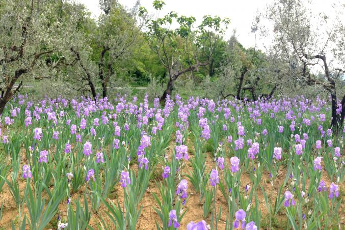 The Florentine Iris: beautiful, fragrant, and worth its weight in gold