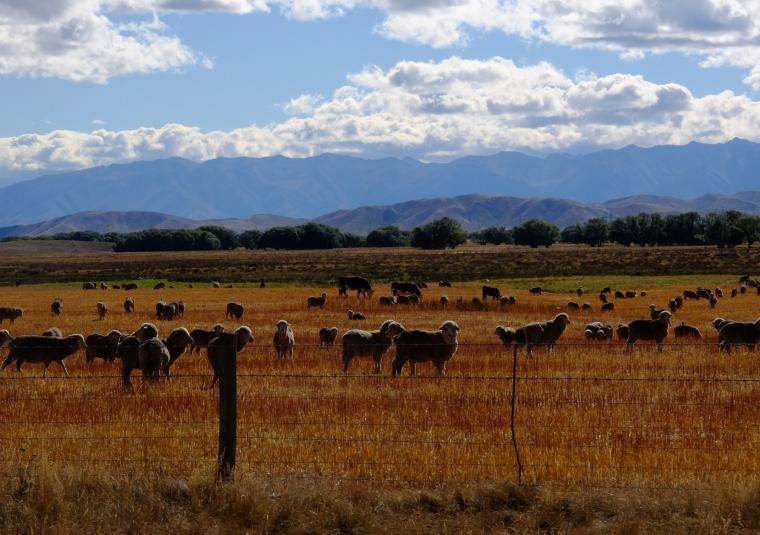 Grampians stripes