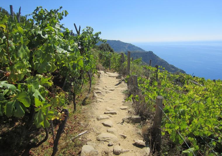 51 hiking through vineyards