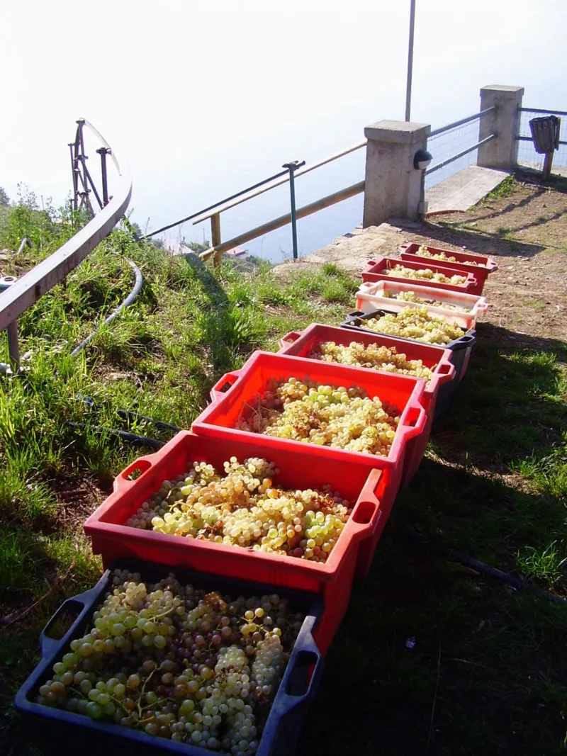 Wine grapes in bins