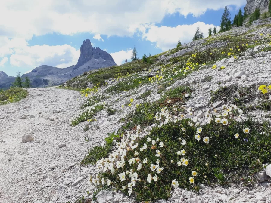 Dolomites wildflowers Customwalks tours