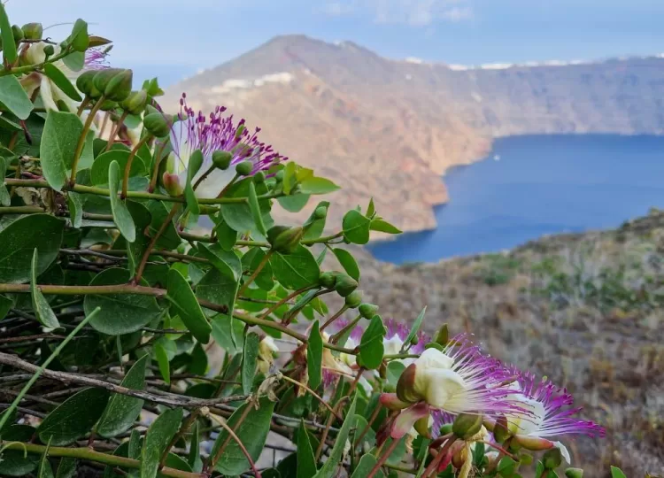 Cyclades Islands Hike