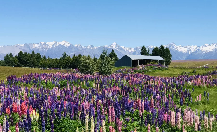 Dec lupins